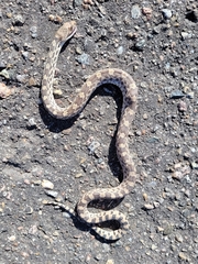 Pituophis catenifer sayi