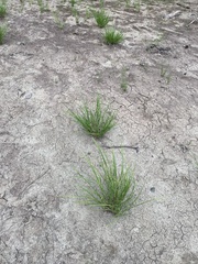 Eleocharis obtusa