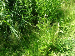 Cirsium arvense integrifolium