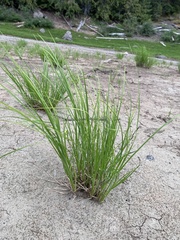 Eleocharis obtusa