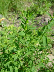 Polygonum aviculare