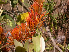 Phragmanthera usuiensis