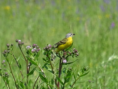 Cirsium arvense integrifolium