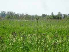 Cirsium arvense integrifolium