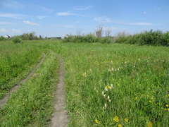Astragalus uliginosus