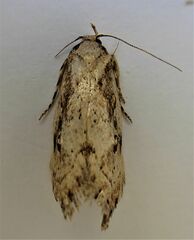 Atomotricha isogama