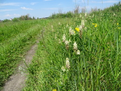 Astragalus uliginosus