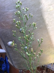 Erigeron sumatrensis