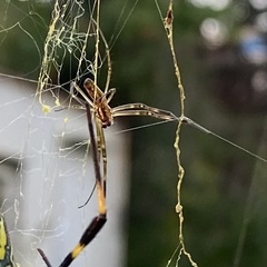 Trichonephila clavata