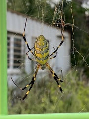 Trichonephila clavata