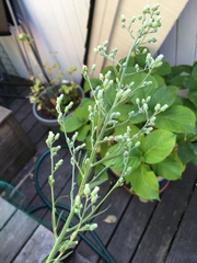 Erigeron sumatrensis