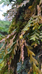 Dendrobium sagittatum