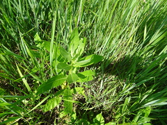 Cirsium arvense integrifolium