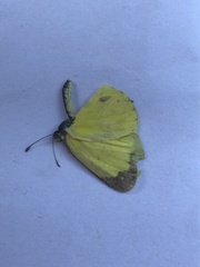 Eurema smilax