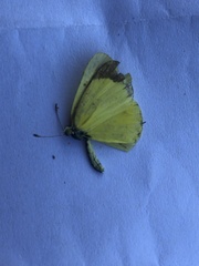 Eurema smilax