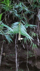 Appendicula alba