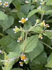 Galinsoga quadriradiata