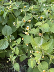 Galinsoga quadriradiata