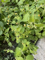 Galinsoga quadriradiata