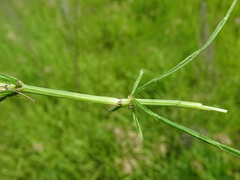 Equisetum