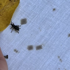 Megalometides cacicus