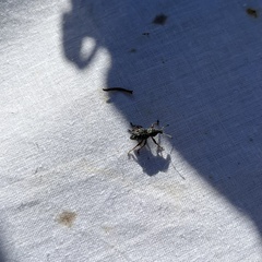 Megalometides cacicus