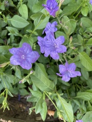 Ruellia simplex