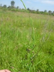Equisetum