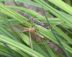 Tipula oleracea