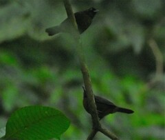 Mitrospingus cassinii