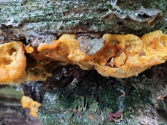 Aurantiporus croceus