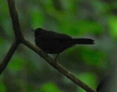 Mitrospingus cassinii