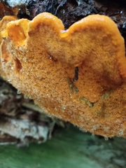 Aurantiporus croceus