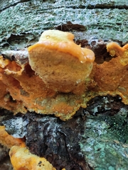 Aurantiporus croceus