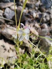 Nerisyrenia camporum