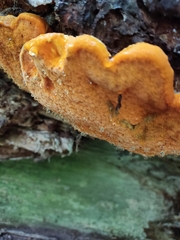 Aurantiporus croceus