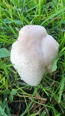 Leucoagaricus barssii