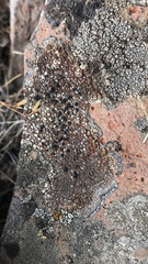 Protoparmeliopsis muralis