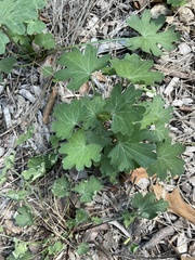 Callirhoe involucrata