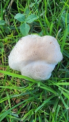Leucoagaricus barssii