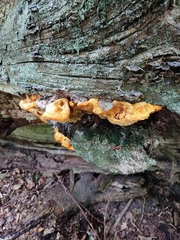 Aurantiporus croceus