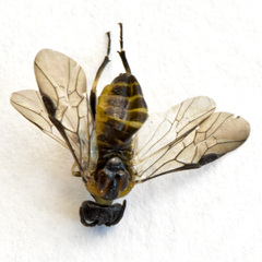 Schizocerella pilicornis