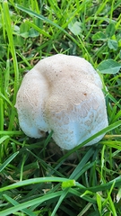 Leucoagaricus barssii