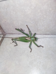 Neobarrettia hakippah