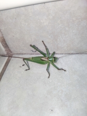 Neobarrettia hakippah