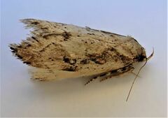 Atomotricha isogama