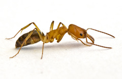 Odontomachus desertorum