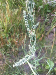 Beckmannia syzigachne