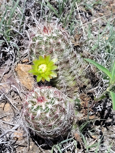 Echinocereus viridiflorus