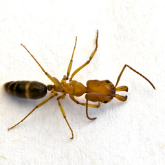 Odontomachus desertorum